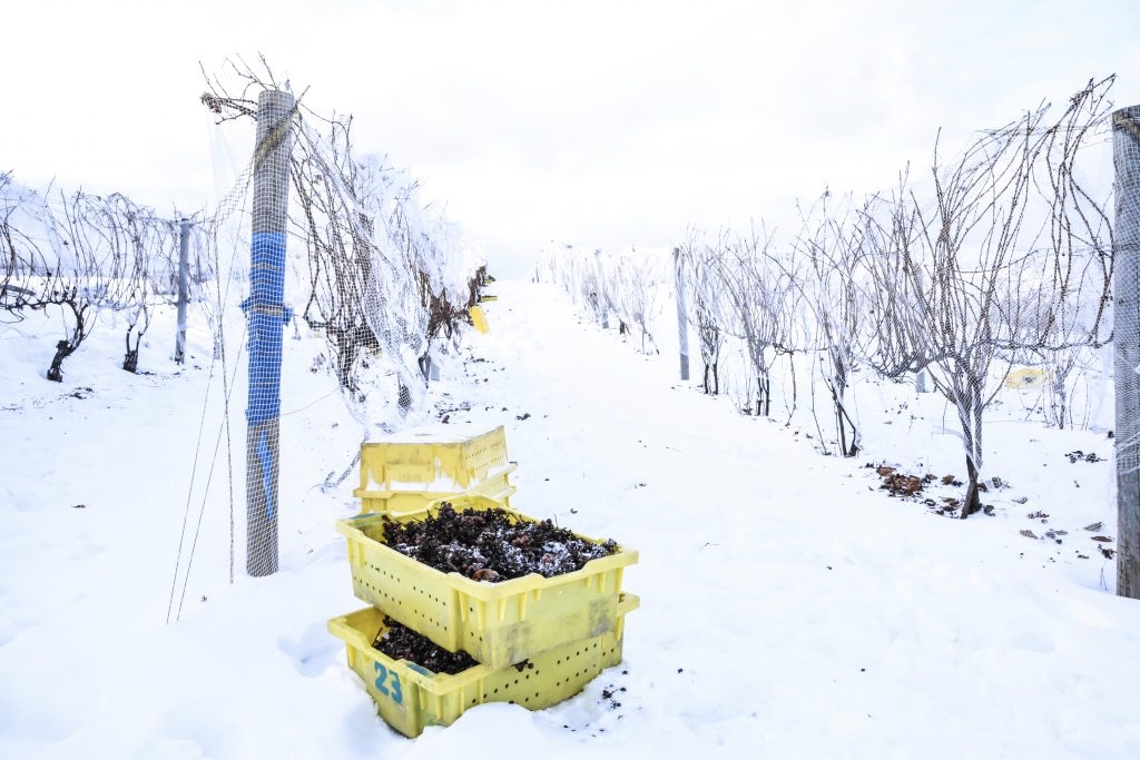 Frozen grapes in yellow harvest buckets on the snow covered ground of a vineyard.